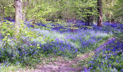 The Dole Wood, Thurlby, Bourne