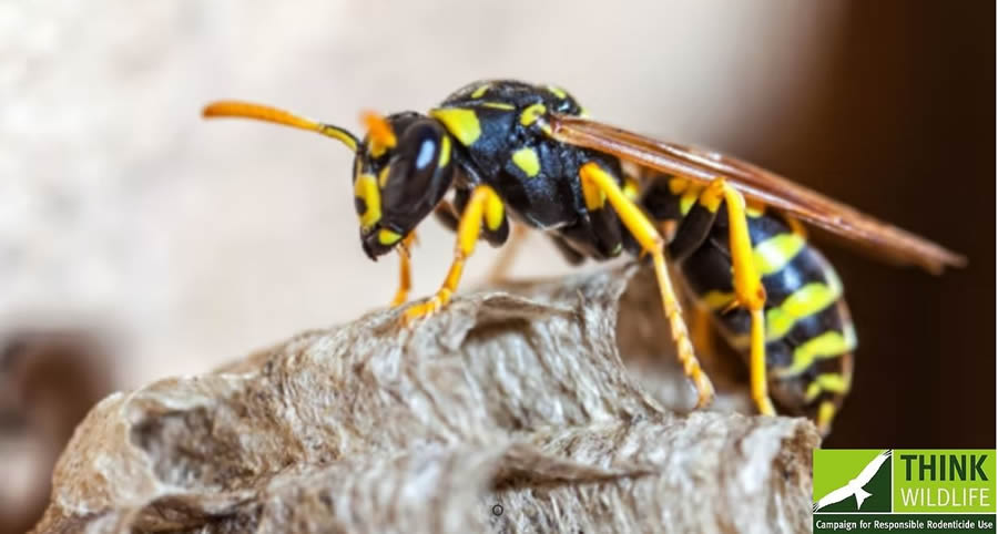 Elite Pest Solutions, Bourne