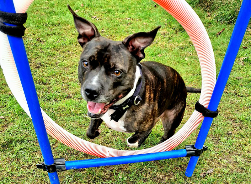Unleashed Dog Training, Bourne
