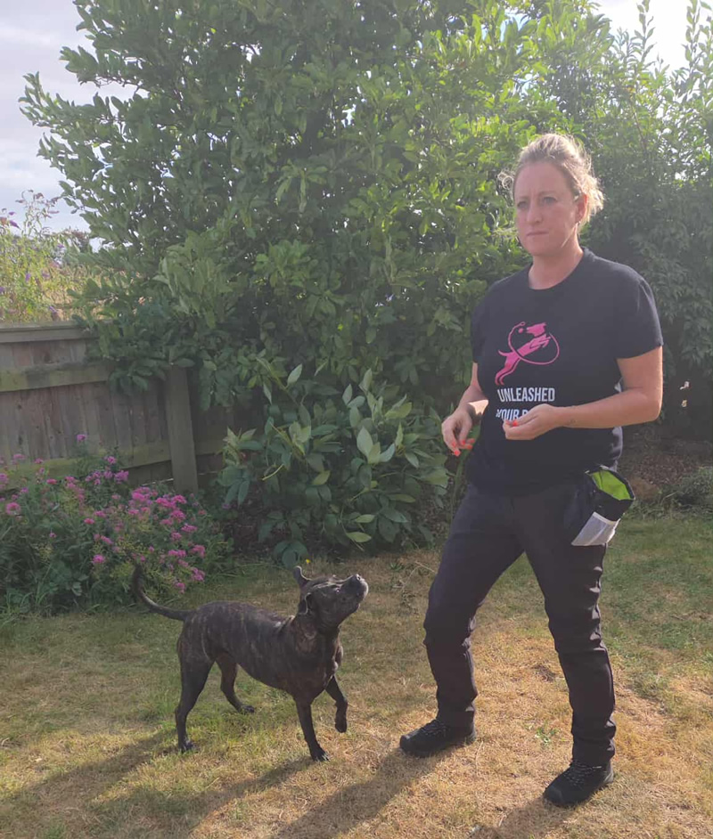 Unleashed Dog Training, Bourne