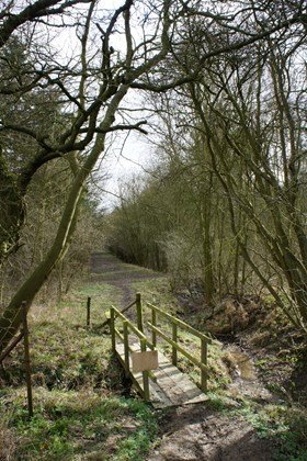 Footpath at Bourne Woods, Bourne