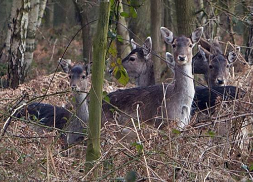 Deer in Bourne Woods