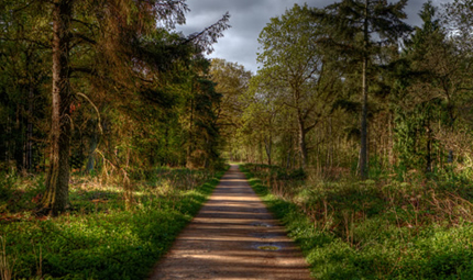 Bourne Woods