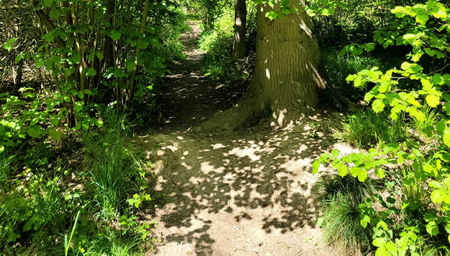 Bourne Woods, Bourne